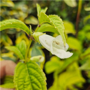 Chelonopsis Moschata White Flowered Form' (Alba)